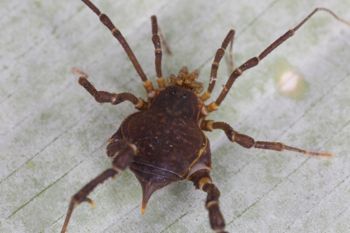 Media type: image;   Invertebrate Zoology 140068